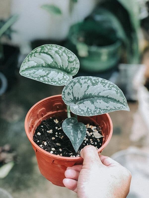 /images/plants/scindapsus-pictus-exotica-13.jpg