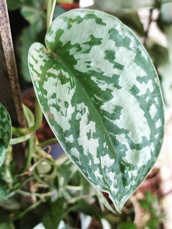 /images/plants/scindapsus-pictus-exotica-14.jpg