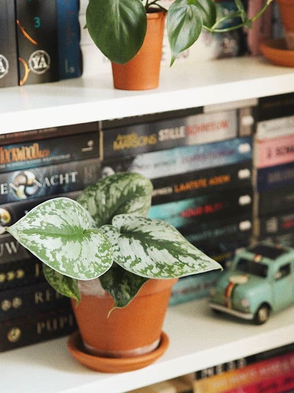/images/plants/scindapsus-pictus-exotica-2.jpg