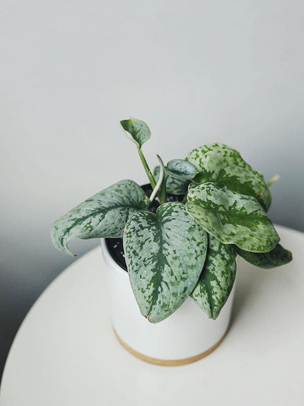 /images/plants/scindapsus-pictus-exotica-3.jpg