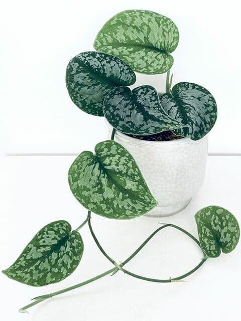 /images/plants/scindapsus-pictus-exotica-4.jpg