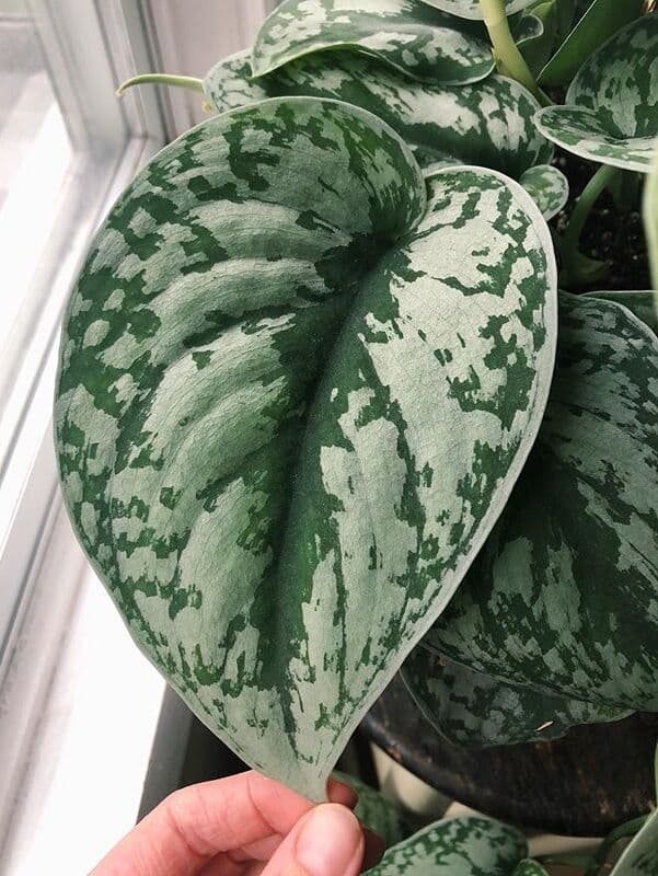 /images/plants/scindapsus-pictus-exotica-6.jpg