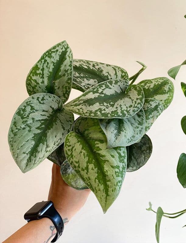 /images/plants/scindapsus-pictus-exotica-8.jpg