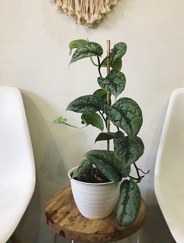 /images/plants/scindapsus-pictus-exotica-9.jpg