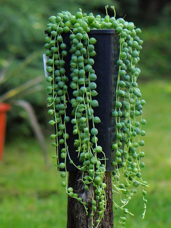 /images/plants/senecio-rowleyanus-10.jpg