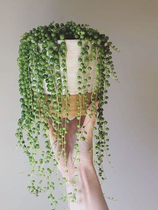 /images/plants/senecio-rowleyanus-11.jpg