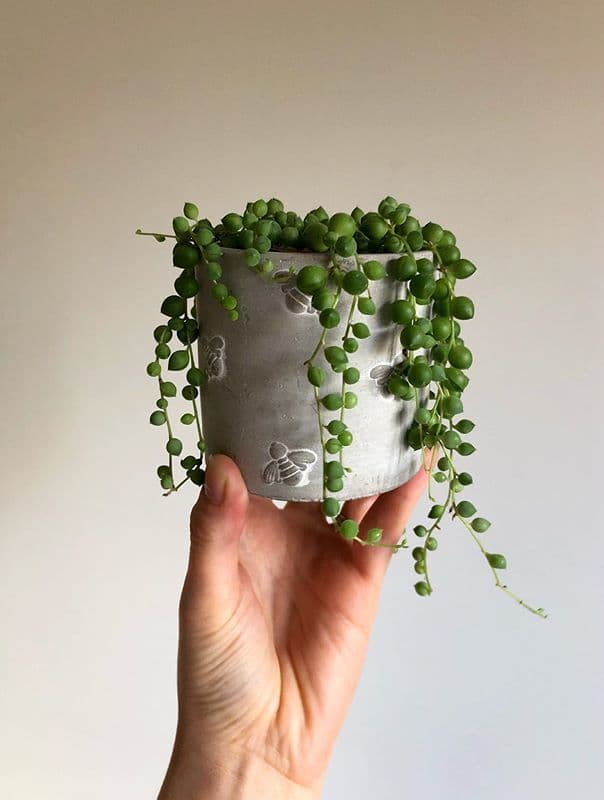 /images/plants/senecio-rowleyanus-12.jpg
