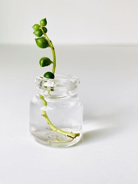 /images/plants/senecio-rowleyanus-14.jpg