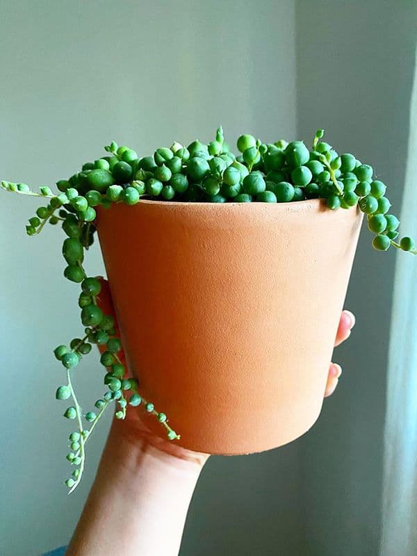 /images/plants/senecio-rowleyanus-2.jpg