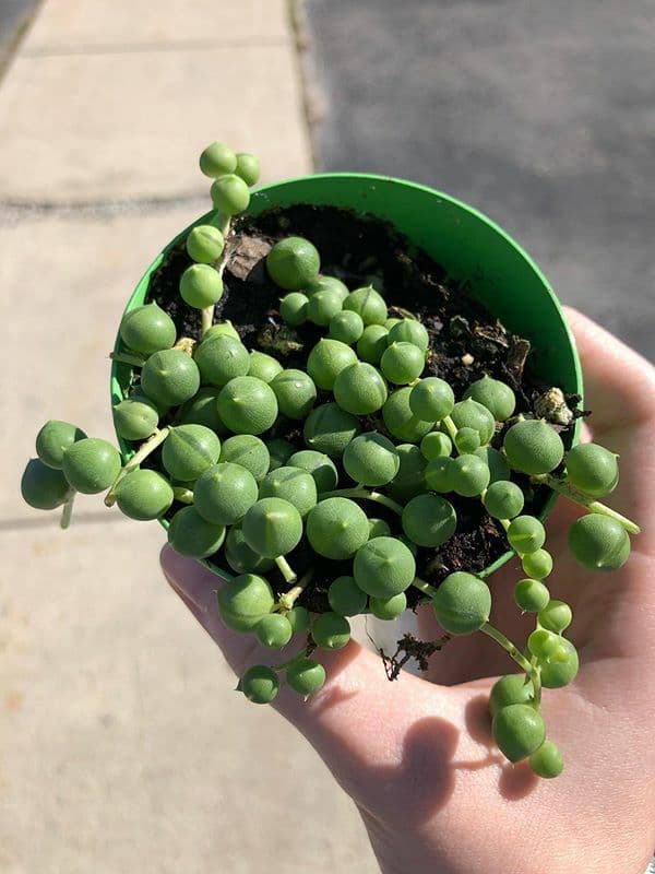 /images/plants/senecio-rowleyanus-3.jpg