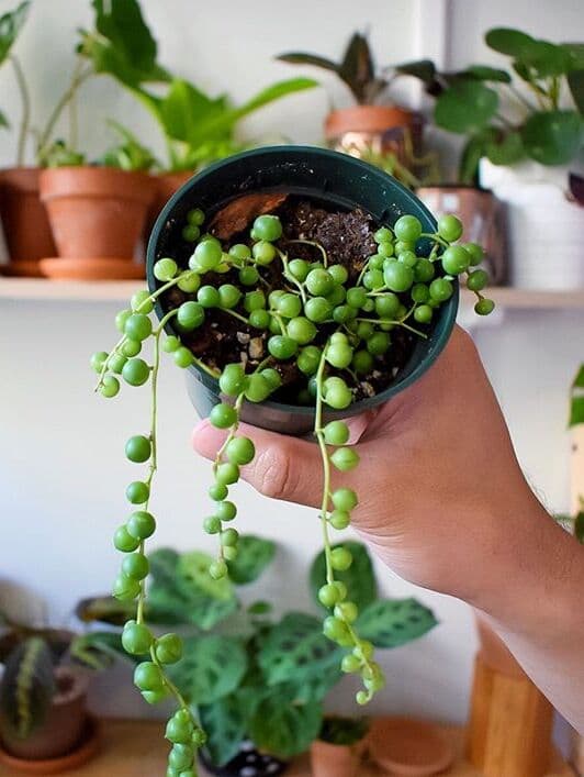 /images/plants/senecio-rowleyanus-5.jpg