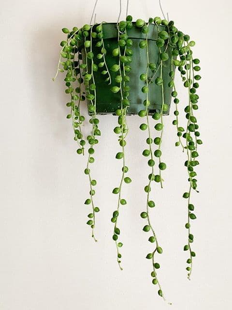 /images/plants/senecio-rowleyanus-6.jpg