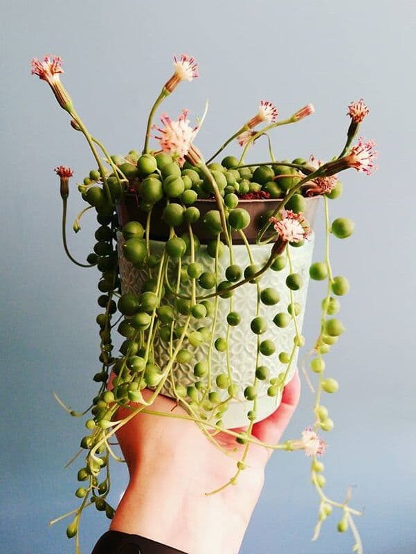 /images/plants/senecio-rowleyanus-7.jpg