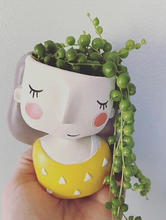 /images/plants/senecio-rowleyanus-8.jpg