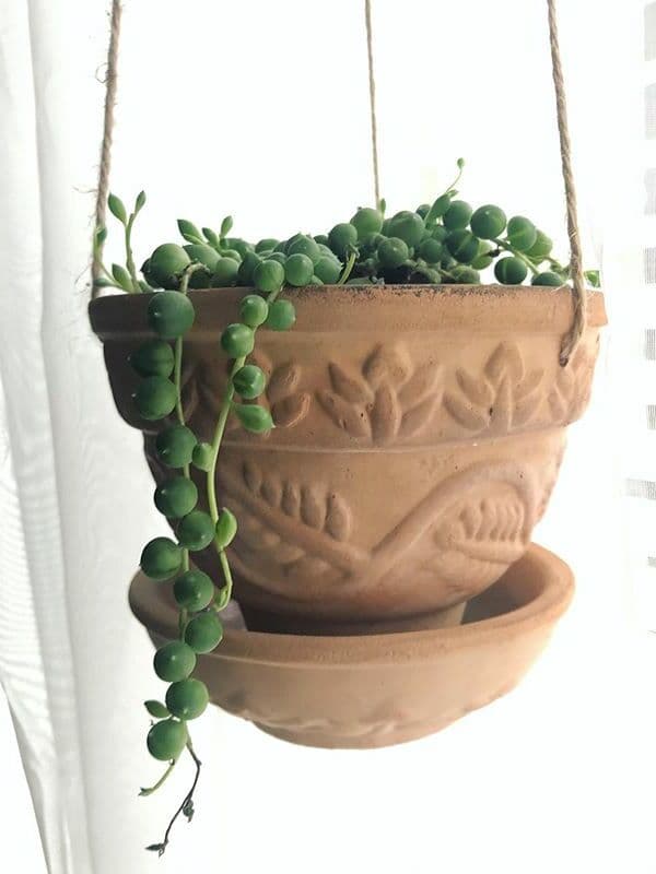 /images/plants/senecio-rowleyanus-9.jpg