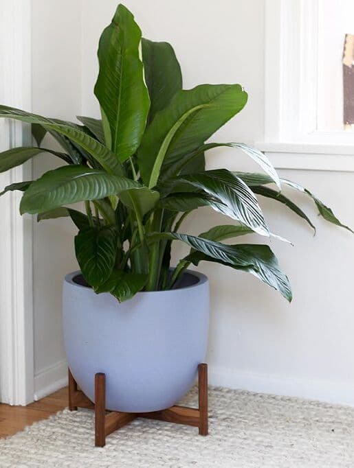 /images/plants/spathiphyllum-sensation-1.jpg