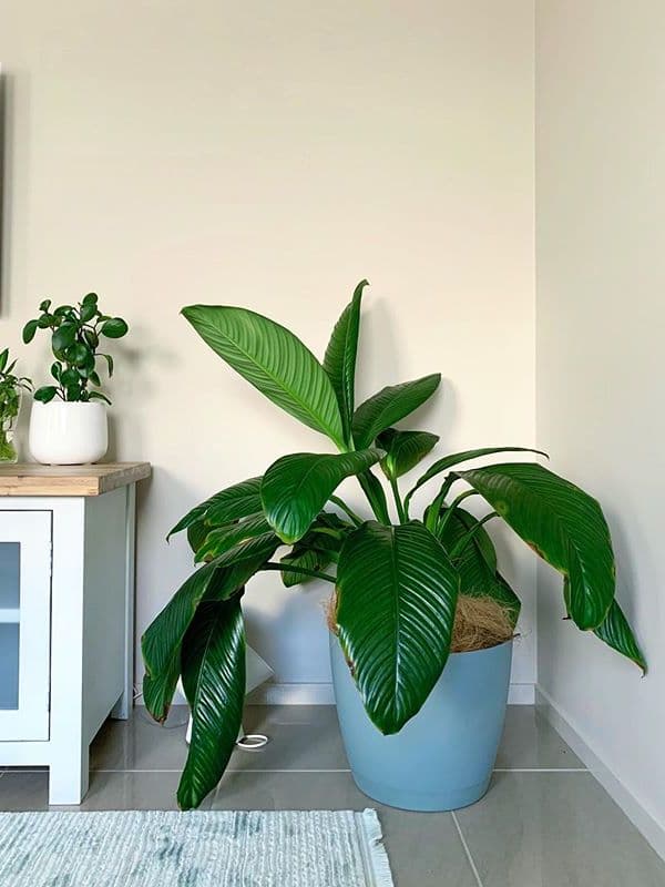 /images/plants/spathiphyllum-sensation-2.jpg