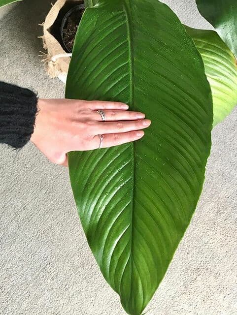 /images/plants/spathiphyllum-sensation-3.jpg
