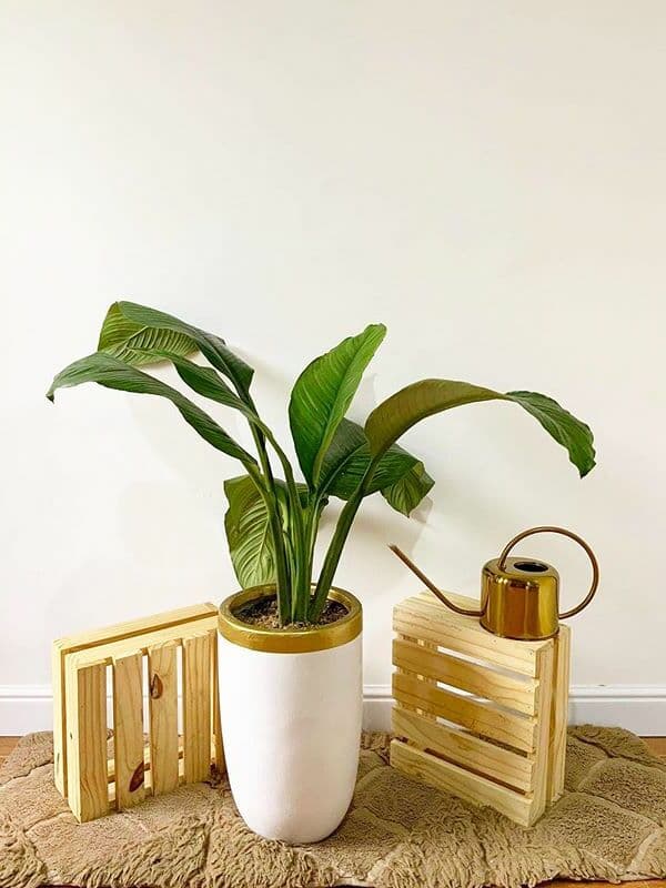 /images/plants/spathiphyllum-sensation-4.jpg