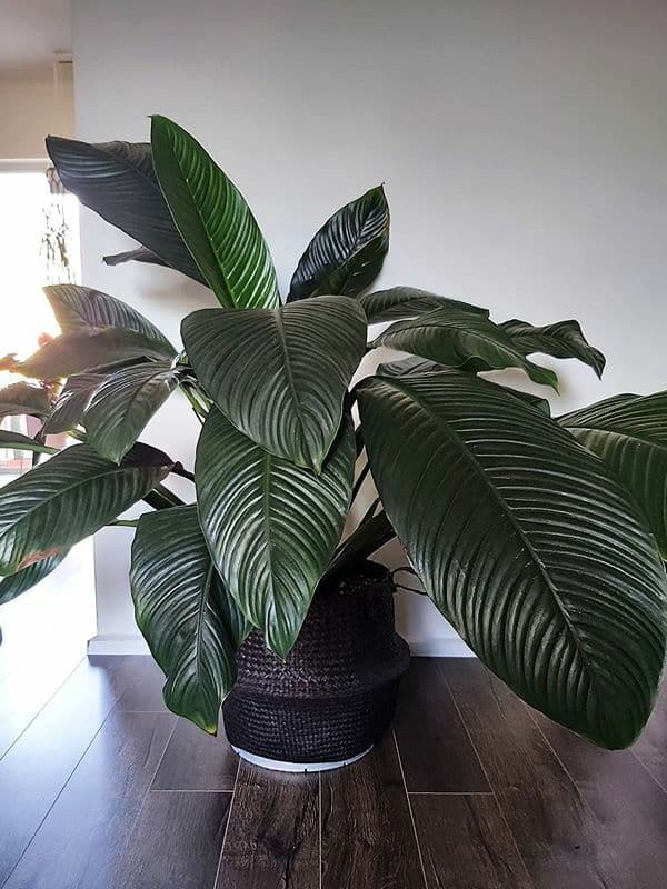 /images/plants/spathiphyllum-sensation-6.jpg