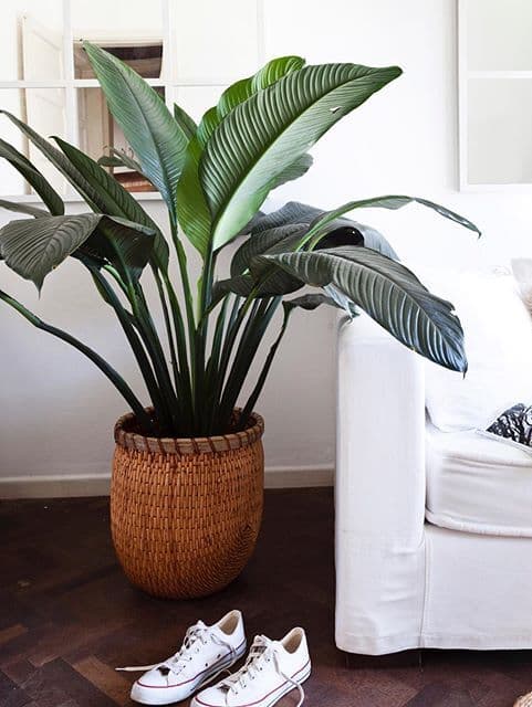 /images/plants/spathiphyllum-sensation-7.jpg