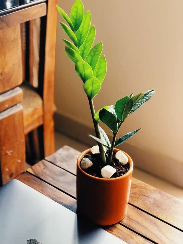 /images/plants/zamioculca-zamiifolia-1.jpg