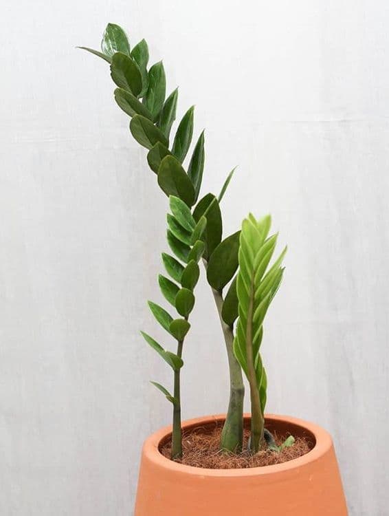 /images/plants/zamioculca-zamiifolia-10.jpg