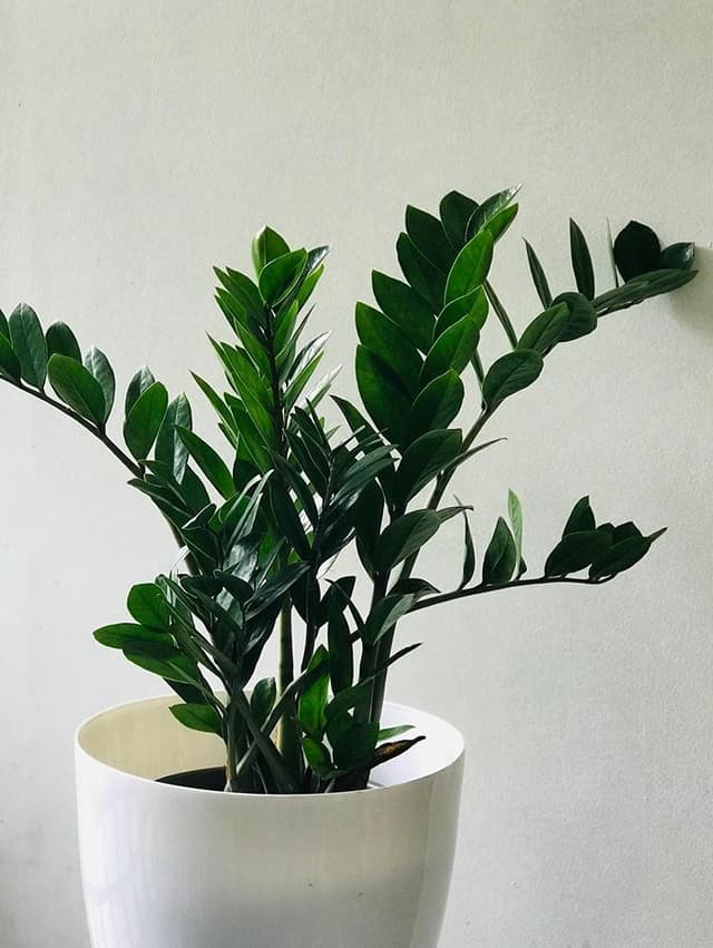 /images/plants/zamioculca-zamiifolia-11.jpg