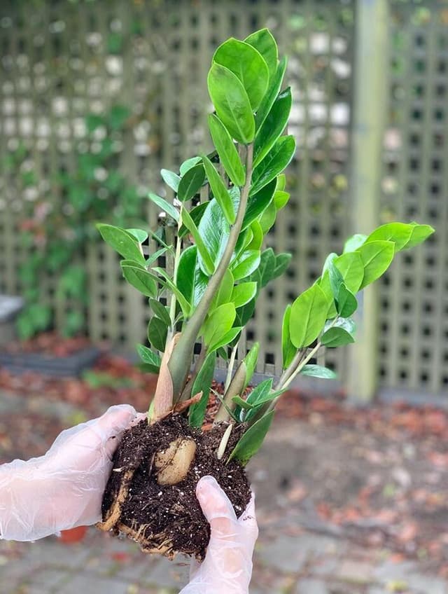 /images/plants/zamioculca-zamiifolia-13.jpg