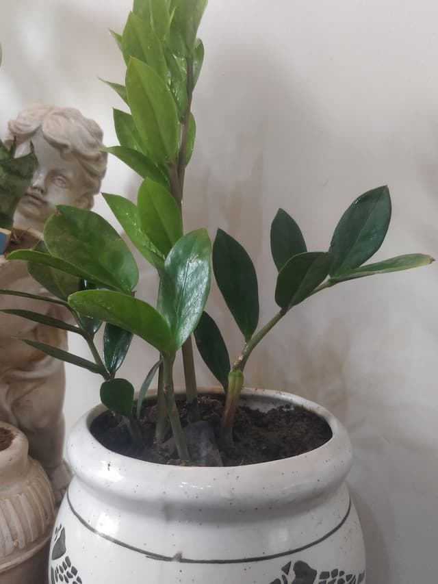 /images/plants/zamioculca-zamiifolia-14.jpg