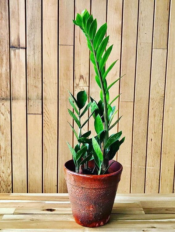 /images/plants/zamioculca-zamiifolia-2.jpg