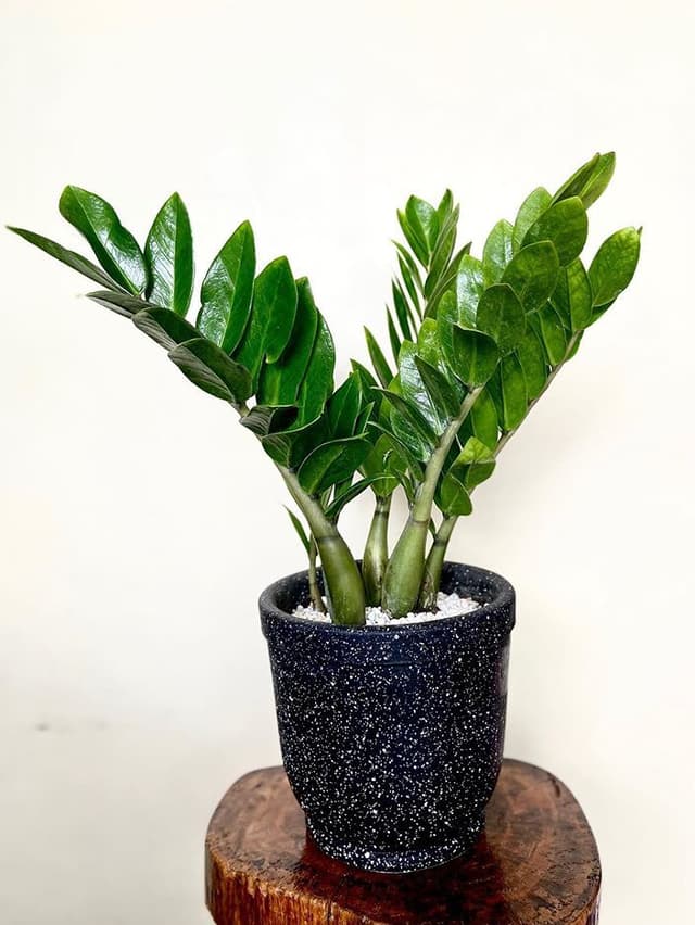 /images/plants/zamioculca-zamiifolia-3.jpg