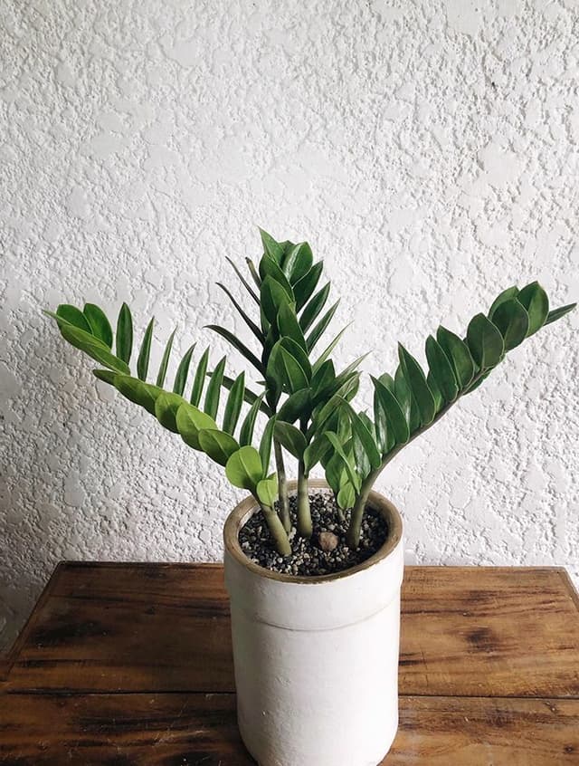 /images/plants/zamioculca-zamiifolia-4.jpg