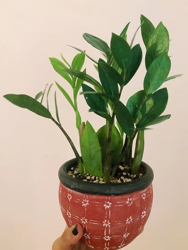 /images/plants/zamioculca-zamiifolia-5.jpg