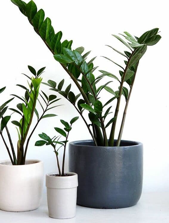 /images/plants/zamioculca-zamiifolia-6.jpg