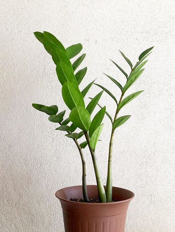 /images/plants/zamioculca-zamiifolia-7.jpg
