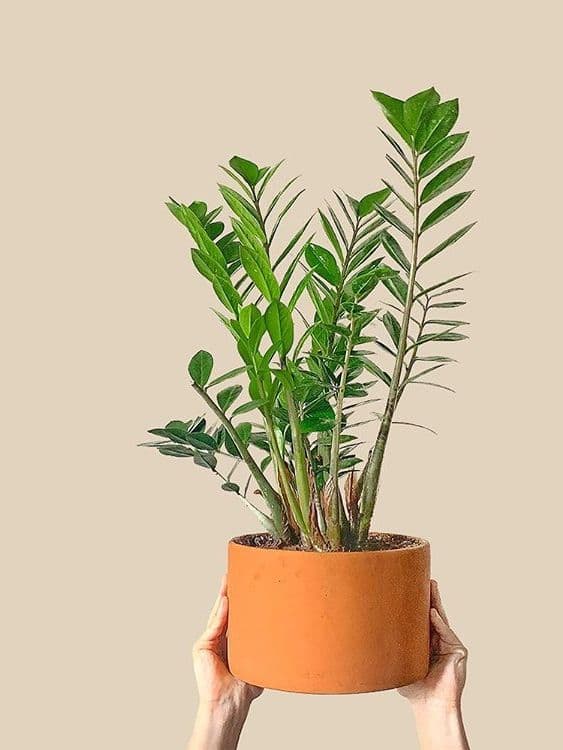 /images/plants/zamioculca-zamiifolia-9.jpg