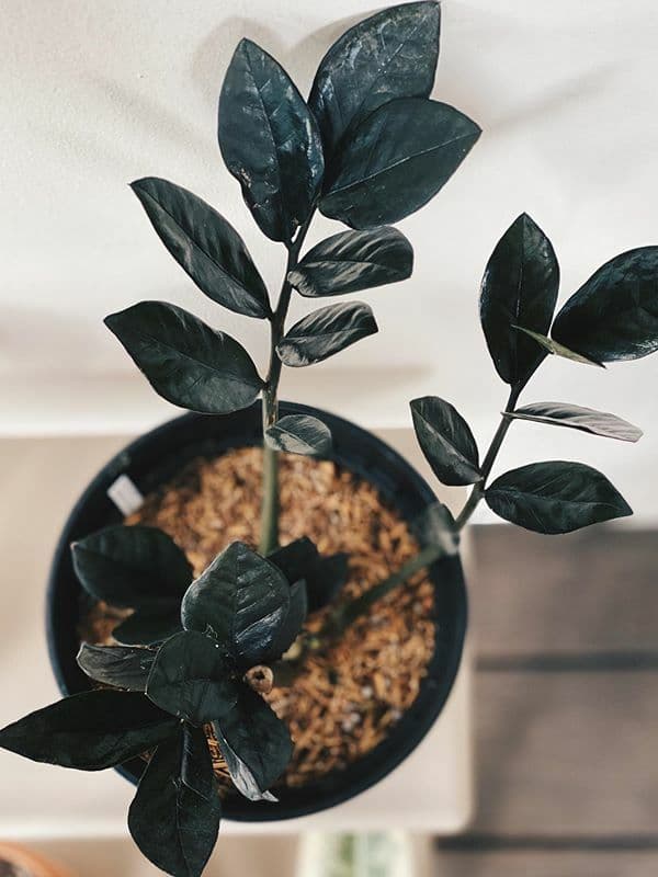 /images/plants/zamioculca-zamiifolia-raven-1.jpg