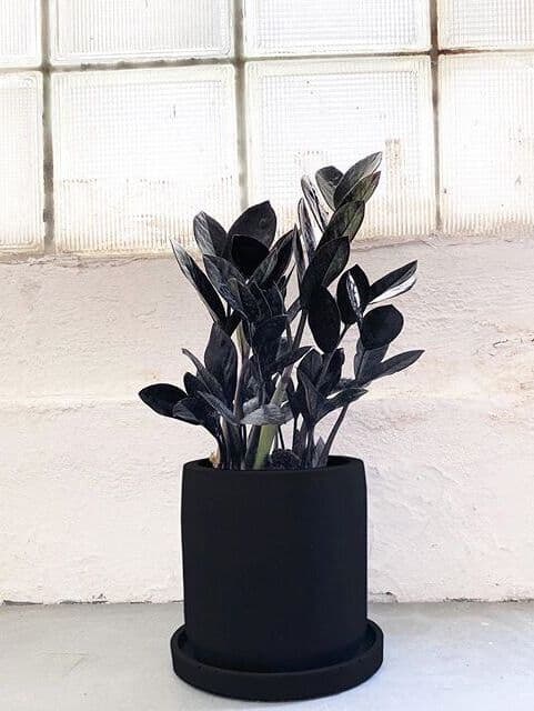/images/plants/zamioculca-zamiifolia-raven-10.jpg