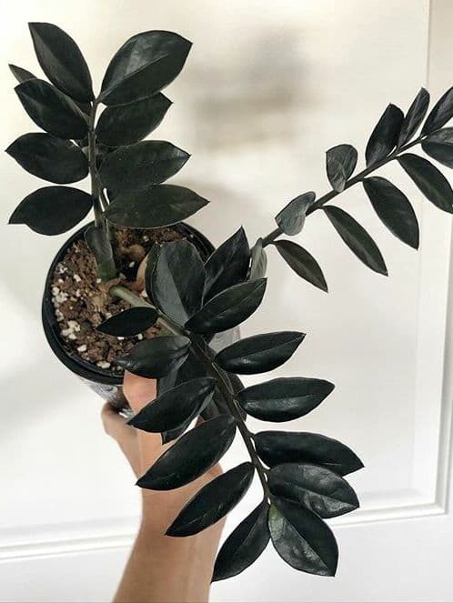 /images/plants/zamioculca-zamiifolia-raven-11.jpg