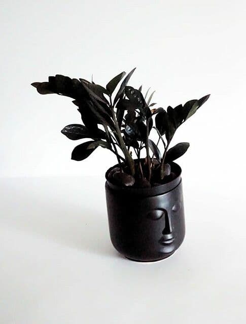 /images/plants/zamioculca-zamiifolia-raven-12.jpg