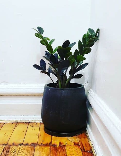 /images/plants/zamioculca-zamiifolia-raven-13.jpg