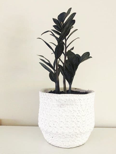 /images/plants/zamioculca-zamiifolia-raven-14.jpg