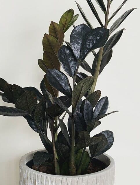 /images/plants/zamioculca-zamiifolia-raven-15.jpg