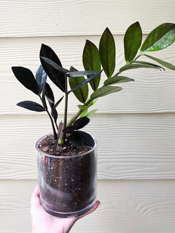 /images/plants/zamioculca-zamiifolia-raven-3.jpg