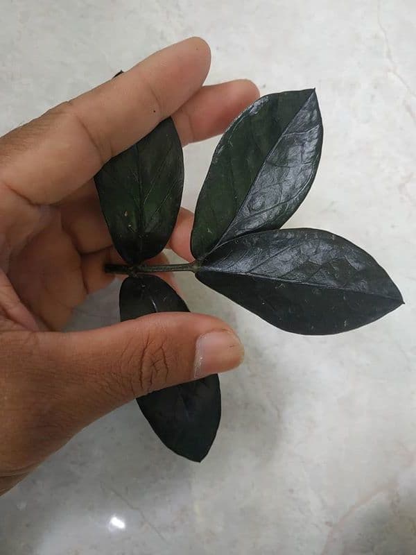 /images/plants/zamioculca-zamiifolia-raven-5.jpg