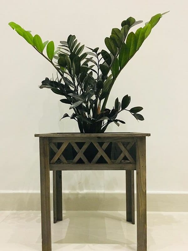 /images/plants/zamioculca-zamiifolia-raven-6.jpg