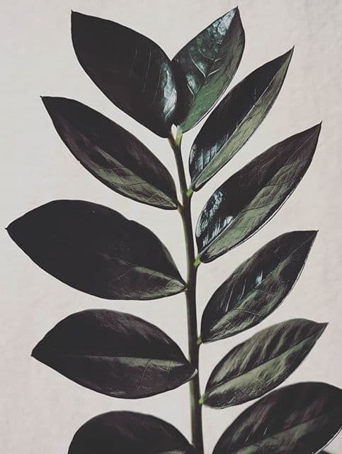 /images/plants/zamioculca-zamiifolia-raven-7.jpg