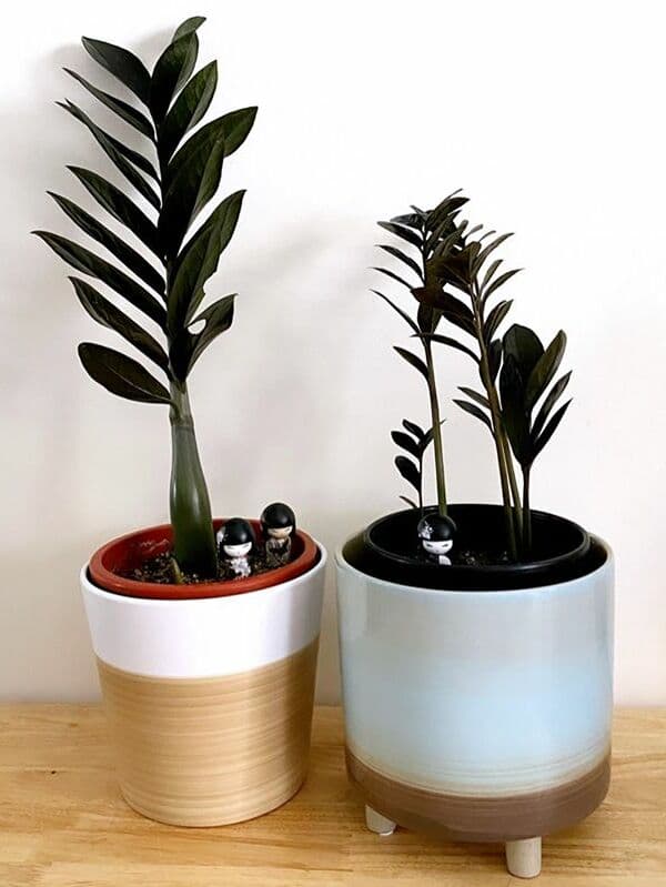 /images/plants/zamioculca-zamiifolia-raven-8.jpg