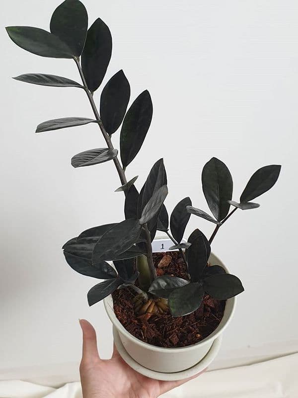 /images/plants/zamioculca-zamiifolia-raven-9.jpg